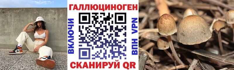даркнет состав  Курлово  Псилоцибиновые грибы мухоморы 